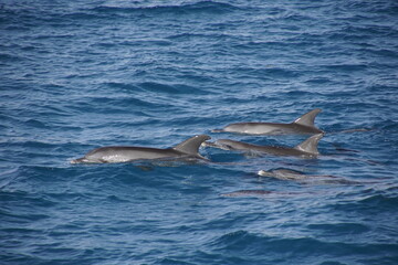 Obraz premium Red sea and a family of dolphins on the water surface. Wild sea animals