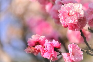 美しいピンクの梅の花