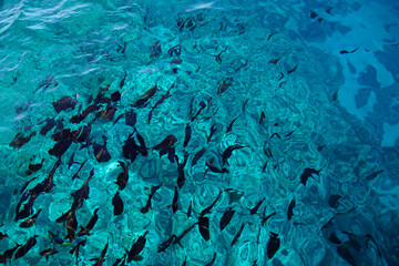 Red sea and fish at the coral reefs. View from the deck of the yacht