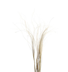 Beautiful tender dried flower on white background.