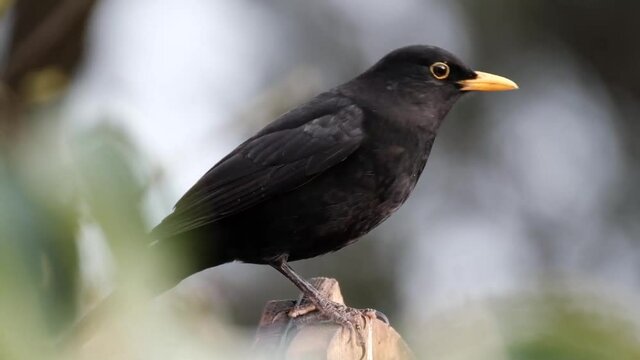 The common blackbird is a species of true thrush. It is also called the Eurasian blackbird, or simply the blackbird.