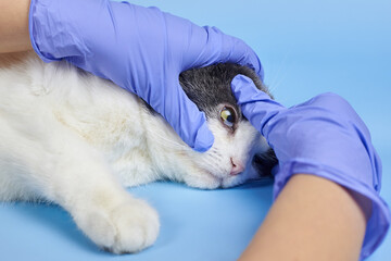 A veterinarian in medical gloves is checking the eye of an adult cat.