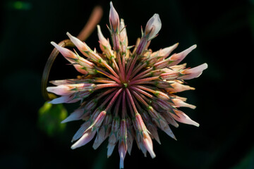 White clover flower in bloom