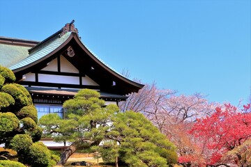 桜と新緑の塩釜神社