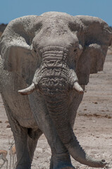 african elephant eating