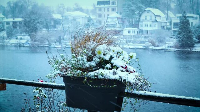 Blumentopf im Winter auf dem Balkon bei Schnee Sturm