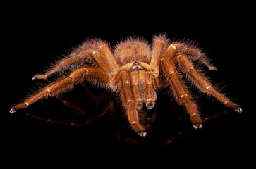 Tarantula Spider on Orange background