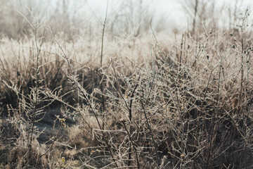 Fototapeta premium White frost on dry grass and shrubs.