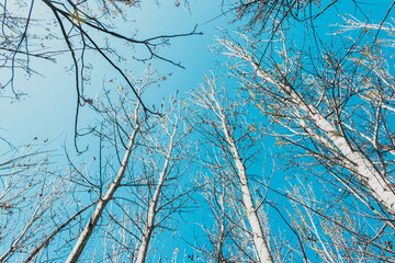 Poplar trees in winter