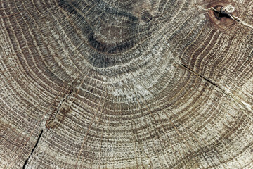 Naklejka premium Wooden background with the surface texture of a natural polished sawn cut of old oak wood with annual rings close-up