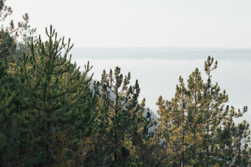 Obraz na płótnie Canvas Forest landscape in fog in sunny morning. 