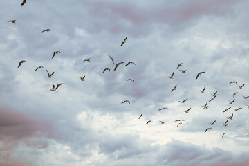 flock of seagulls
