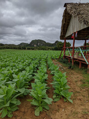 Vinales, Cuba - December 24, 2019: Drying bath and tobacco plantation in Vinales Cuba