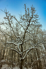 verschneiter Baum im Harzer gebirge