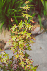 close-up of Japanese maple plant outdoor in sunny backyard