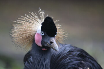 The grey crowned crane, Balearica regulorum, also known as the African crowned crane.