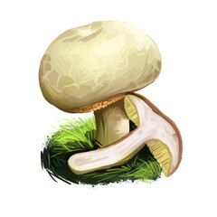 Xerocomus subtomentosus, suede or boring brown bolete mushroom closeup digital art illustration. Boletus has pale cream cap. Mushrooming season, plant of gathering plants growing in wood and forest