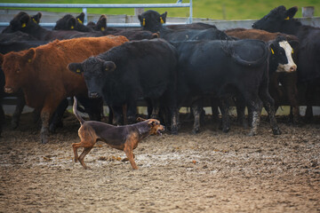 Catahoula leopard dog used for herding livestock. 