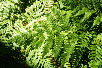 Green leaf of the fern in the forest, Masala, Kirkkonummi, Finland