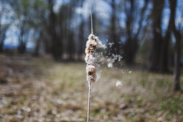 reeds in the wind