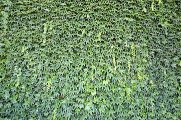 
green grape leaf wall background