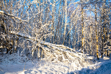 View of the snow covered fallen tree and the winter forest, Livlandarvagen, Karjaa, Raseborg, Finland