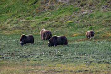musk ox in norway in dovrefjell relaxing in autumn