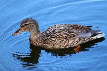 Mallard duck swimming in blue water. Portrait of female wild duck with reflection in the lake
