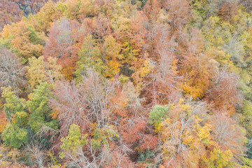 Obraz na płótnie Canvas Bosque frondoso en otoño desde punto de vista aéreo
