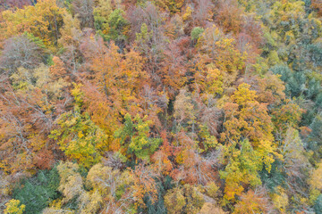 Bosque frondoso en otoño desde punto de vista aéreo