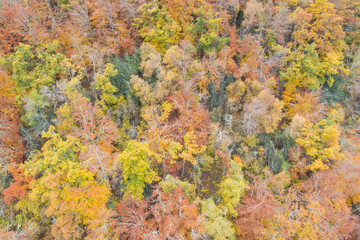 Bosque frondoso en otoño desde punto de vista aéreo