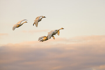 夕陽に照らされた白鳥の群れ
