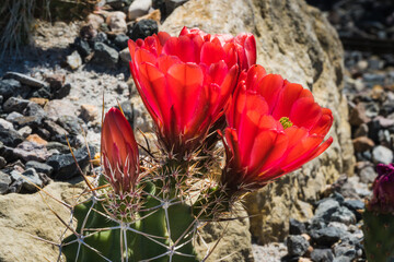 Blühender Kaktus Echinocereus triglochidiatus..