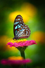 Blue tiger butterfly on a pink zinnia flower with dark yellow background