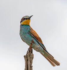 European Bee-eater