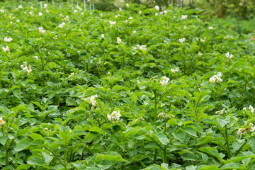 Flowering  potatoes plants growing in the farmer’s field in springtime (summer), potatoe’s flowers white,  blooming in the garden, organic agriculture, farming concept
