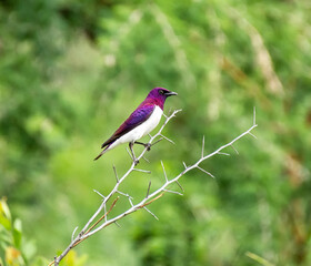 Fototapeta premium Violet-backed Starling