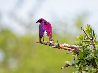 Violet-backed Starling