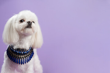 Puppy shih tzu with necklace isolated on purple background. Fashion dog portrait. Cute white dog....