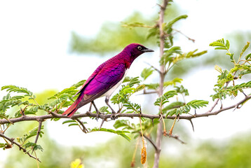 Violet-backed Starling