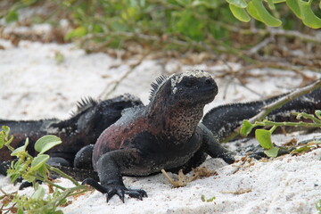 Red Iguana of the Galapagos Islands