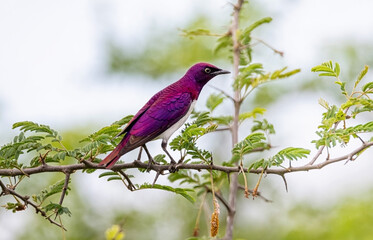 Violet-backed Starling