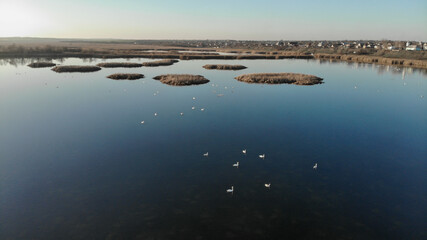 The mouth of a river with blue water on which swans swim. On the bank and in the middle of the river there are dry grass and reeds. There are village with small houses on the shore. 