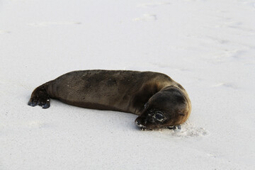 Sea lion cub from the Galapagos Islands