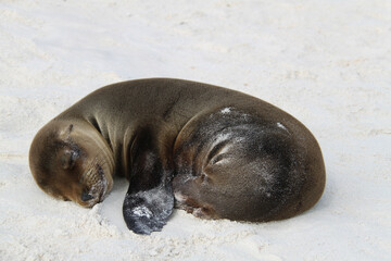 Sea lion cub from the Galapagos Islands