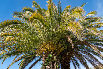 Obraz na płótnie Canvas Beautiful luxury palm leaves Canary Islands Date palm (Phoenix canariensis) against blue autumn sky. Public cooperative park near Sochi Sea Trade Port. Close-up. Place of rest and relaxation.