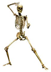 3D Rendering Human Skeleton on White