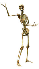 3D Rendering Human Skeleton on White