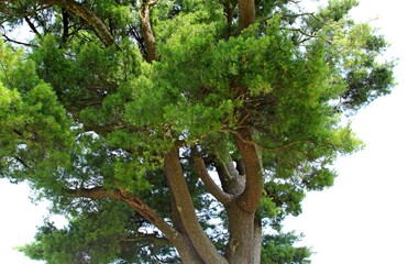 Tuchla , Czerniawka , Charytany , Piaski © woodyd