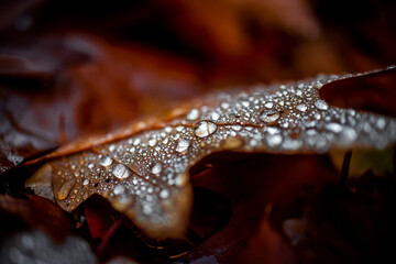 water drops on leaves